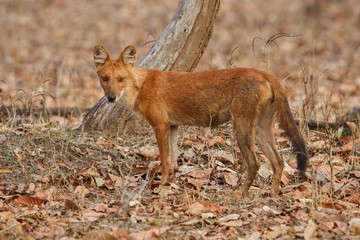 Indian wild dog pose in the nature habitat, very rare animal, dhoul, dhole, red wolf, red devil, indian wildlife, dog family, nature beauty, cuon alpinus