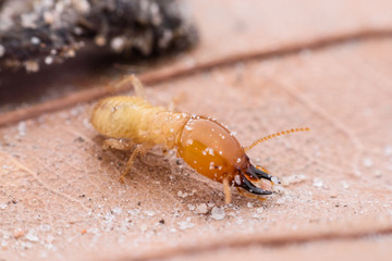 Termite walking on dried leaf