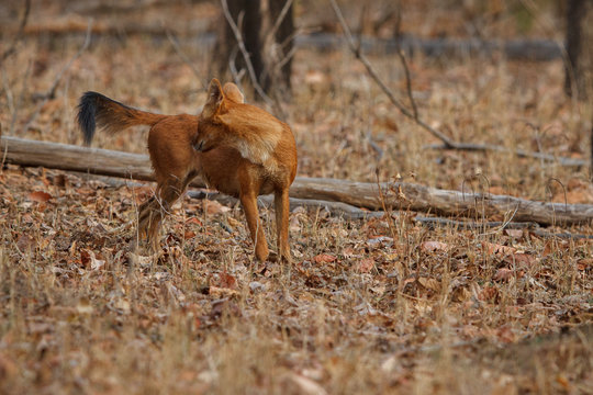 Indian wild dog pose in the nature habitat, very rare animal, dhoul, dhole, red wolf, red devil, indian wildlife, dog family, nature beauty, cuon alpinus