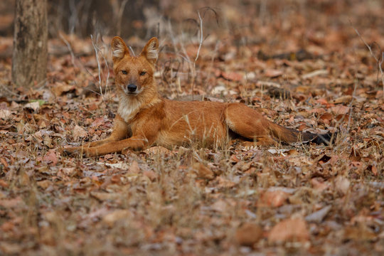 Indian wild dog is resting in the nature habitat, very rare animal, dhoul, dhole, red wolf, red devil, indian wildlife, dog family, nature beauty, cuon alpinus