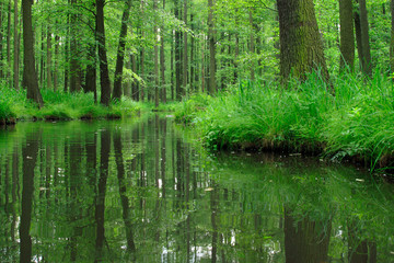 Obraz premium Green Forest of deciduous Trees reflecting in River, Spreewald, Germany