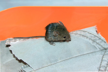 Мокрый мышонок