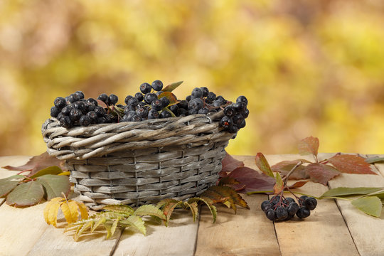 Aronia (chokeberry)  in a wicker basket on a wooden table on a background of yellow leaves