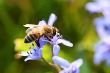 Biene auf einer Blume