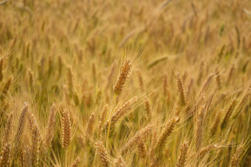 Golden ripe wheat field, harvest season concept