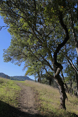 path n trees