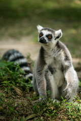 Naklejka na ściany i meble Ring- tailed Lemur