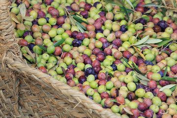fresh green, semi-ripe and black ripe olives harvest in whcker basket