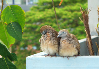Wild Zebra Dove Couple Preening and Relaxing Side by Side at the Balcony 
