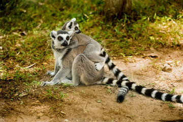 Ring- tailed Lemur