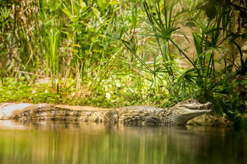 Caiman Crocodile