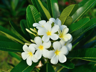 white frangipani  flower