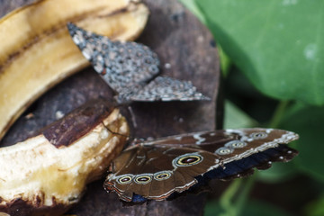 South America, Colombia, Butterfly Búho
