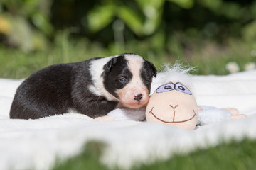 Border Collie Welpe mit Schaf