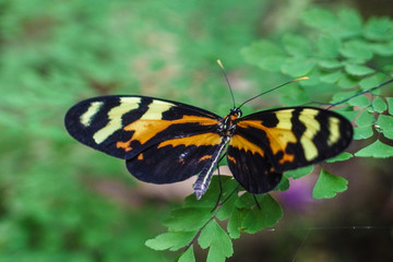South America, Colombia, Butterfly heliconians