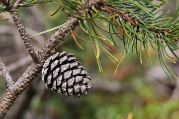 Pino mugo (Pinus mugo) o montano - ramo con pigna