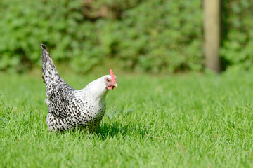 white hen running on meadow