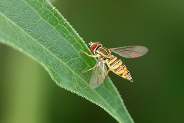 Hover Fly on a leaf.
