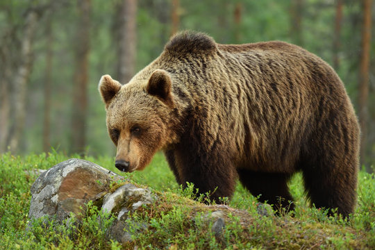 brown bear (ursus arctos)