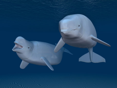 Beluga Wale