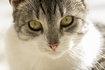 Cat looking straight at you