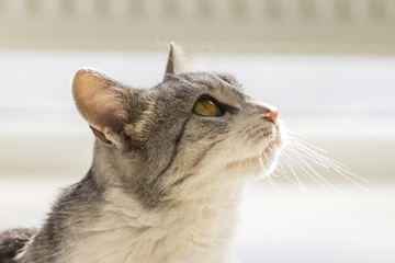 Cat looking up