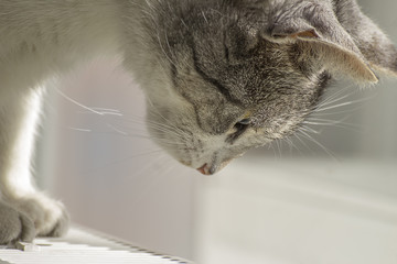 Cat looking down