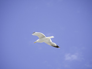 Seagull flying sky