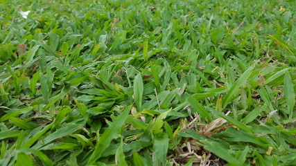 Abstract grass natural backgrounds