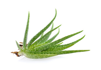 Aloe vera sliced  isolated on  white background