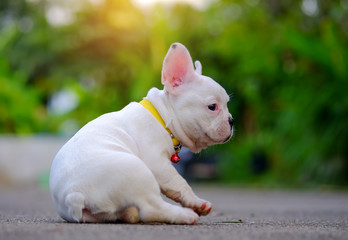 Dog obesity,Young french bulldog white playing on the cement flo