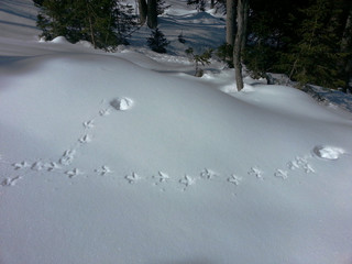 Auerhahn Henne Einflug Landung