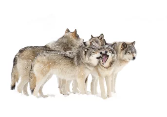 Poster Loup Loup gris ou loup gris (Canis lupus) pack isolé sur fond blanc jouant dans la neige sur fond blanc au Canada