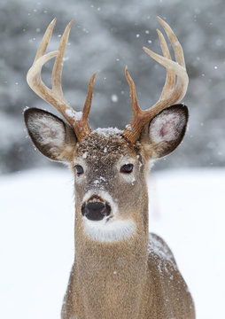 Fototapeta White-tailed deer buck closeup in winter in Canada