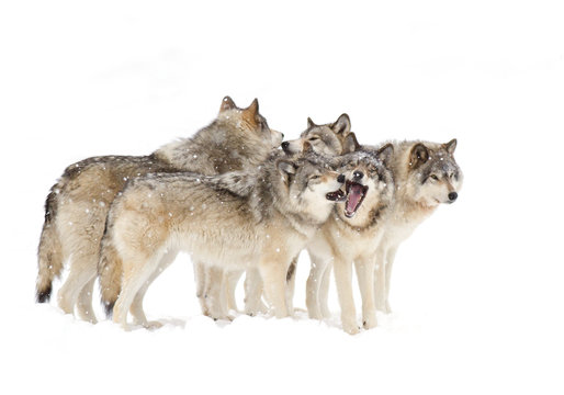 Fototapeta Timber wolves or Grey Wolf (Canis lupus) pack isolated on a white background playing in the snow against a white background in Canada