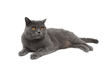 cat with yellow eyes isolated on a white background
