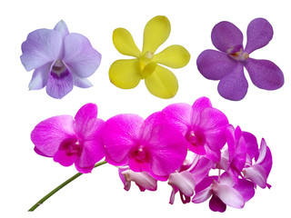 Fototapeta na wymiar orchid collection set