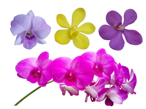 Fototapeta orchid collection set