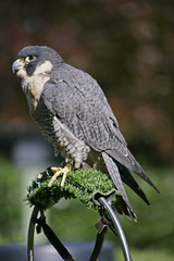 peregrine falcon