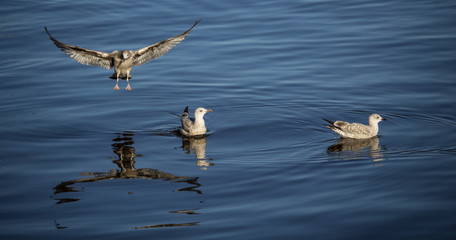 Three Seagulls