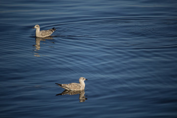 Two Floating Seagulls