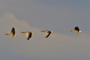Graugänse im Flug