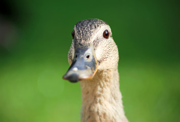 Stockente - Kopf mit Schnabel