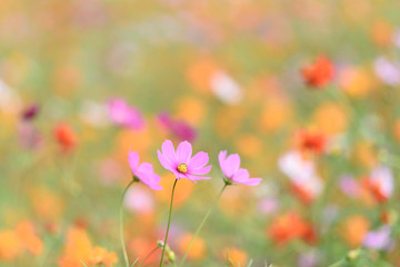コスモス畑