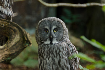 one great grey owl watching my camera