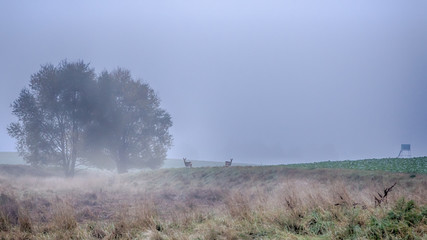 Rehe im Morgennebel - Deer in the morning mist