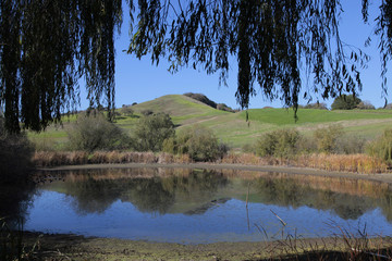 pond n hill w branches