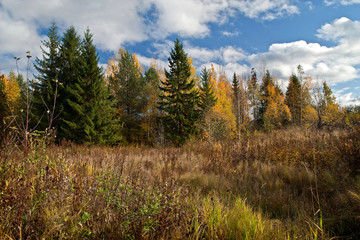 A day in the autumn forest