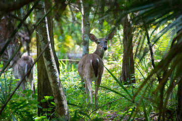 Deer in park