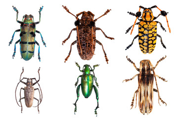 Set of beetles isolated on a white background - obrazy, fototapety, plakaty
